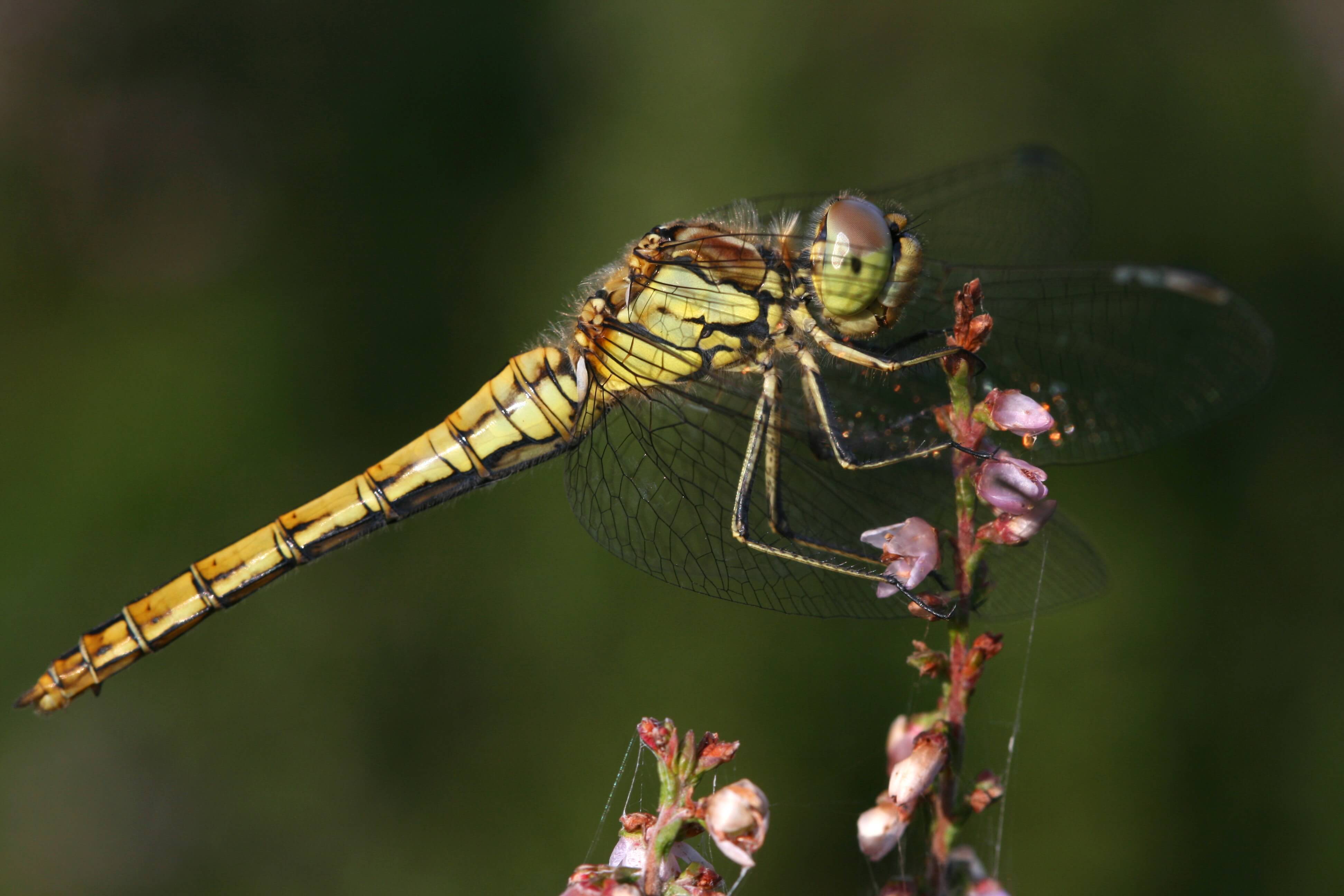 Female Vagrant Darter by Simon Jan